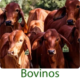 producto organico cuidado ganado bovino bufalos vacas mata