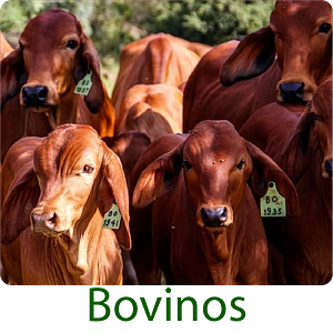 producto organico cuidado ganado bovino bufalos vacas mata